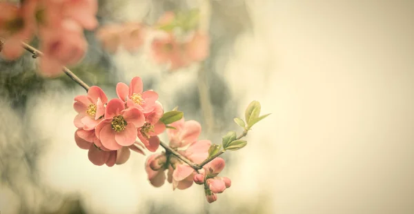 Vintage flowers — Stock Photo, Image