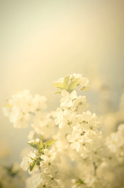 Vintage flowers — Stock Photo, Image