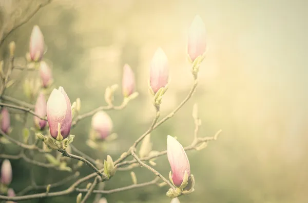 Vintage flowers — Stock Photo, Image