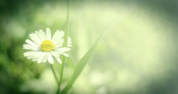 Vintage flowers — Stock Photo, Image