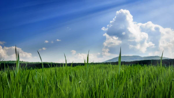 Grasfeld über blauem Himmel — Stockfoto