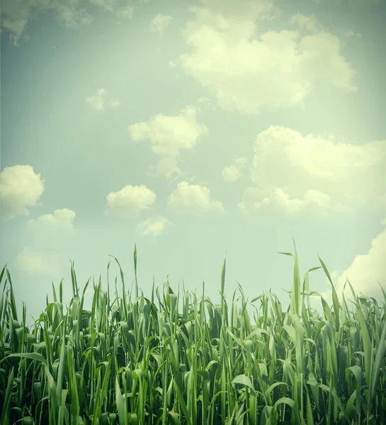 青い空の下の草 — ストック写真