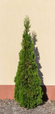 Thuja ağacı duvarın yanında..