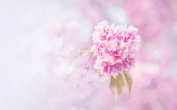 Blooming sakura in spring. Japanese cherry flowers close-up. — Stock Photo, Image