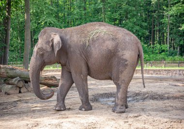 Hayvanat bahçesindeki fil.