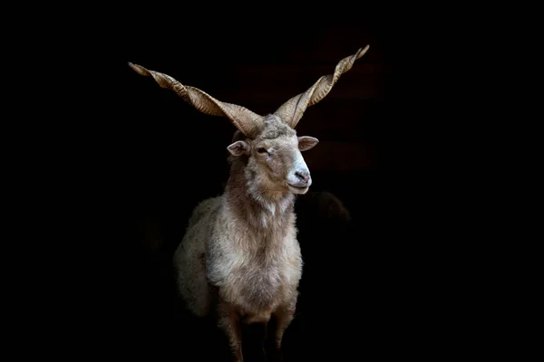 Oveja Racka húngara . — Foto de Stock