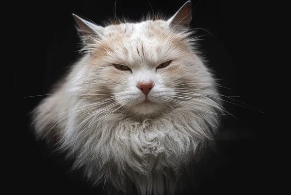 Fluffy cat on a dark background. — Stock Photo, Image