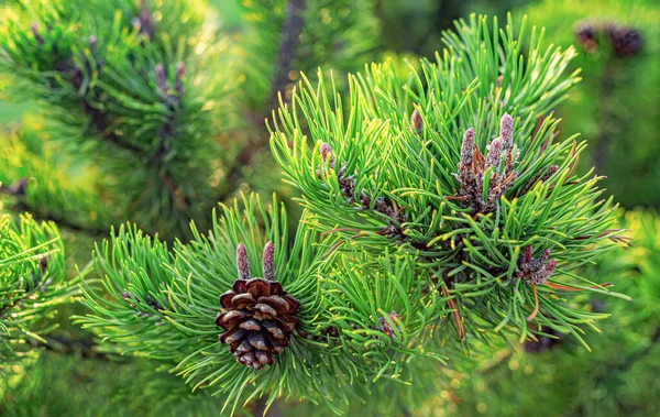 Weihnachtlicher Hintergrund. Grüne Tanne. — Stockfoto