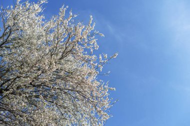 Beyaz çiçeklerle açan ağaçlar