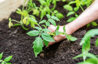 Yaşlı bir kadının elleri bahçeye genç domatesler ekiyor..