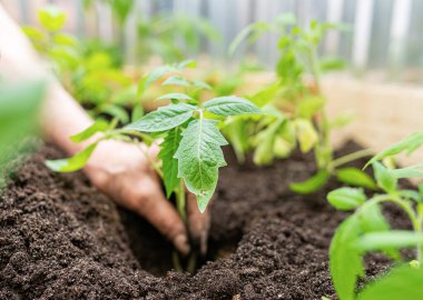 Yaşlı bir kadının elleri bahçeye genç domatesler ekiyor..