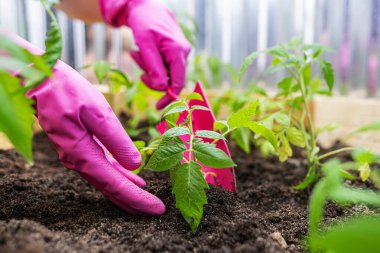 Çiftçi bahçede genç bitkiler yetiştiriyor..