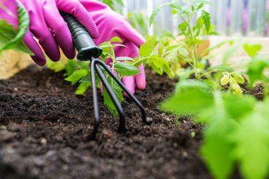 Genç bitkiler ve bahçe aletleri ile yatak.