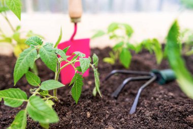 Bahçedeki genç bitkiler yakın plan..