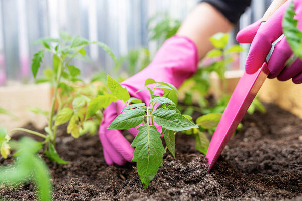 Farmer plants young plants in the garden.
