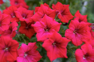 Kırmızı bahçe çiçekleri yakın..