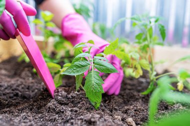 Çiftçi ev bahçesinde genç bitkiler yetiştiriyor..