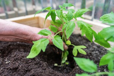 Çiftçi ev bahçesinde genç bitkiler yetiştiriyor..