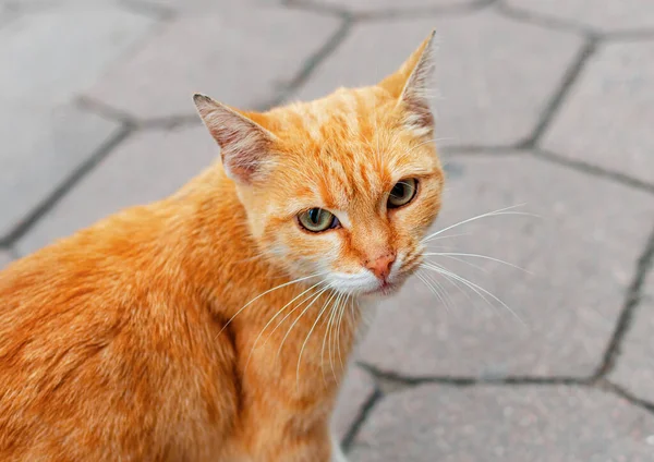 Red Stray Cat Close — Stock Photo, Image