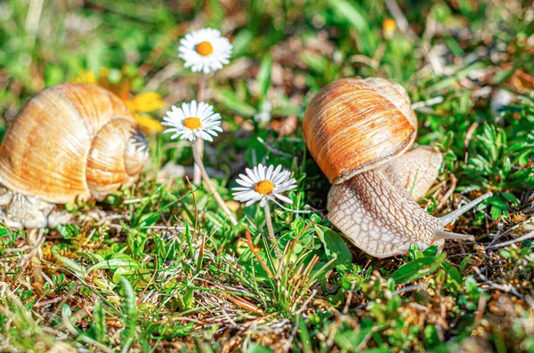 Snails Background Fresh Grass Chamomile Flowers — Stock Photo, Image