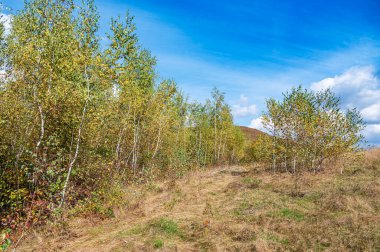 Sonbaharda huş ağacı genç ormanı.