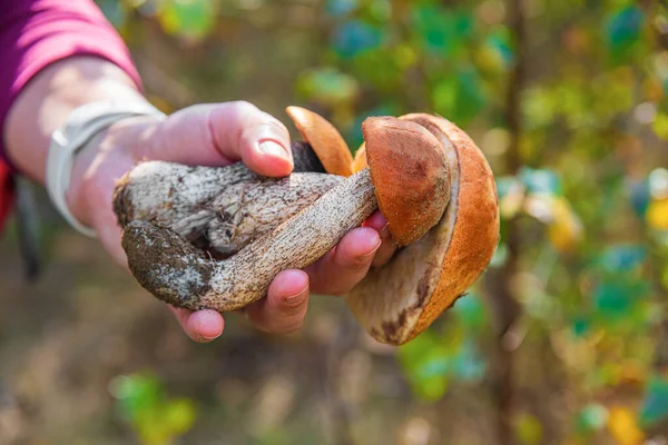 Essbare Pilze Den Händen Auf Dem Hintergrund Des Waldes — Stockfoto