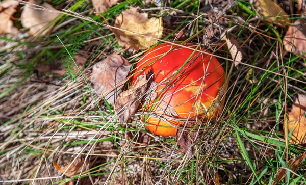 Grzyby Agaric Muchy Czerwonej Trawie Leśnej — Zdjęcie stockowe