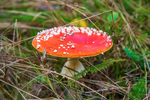 Grzyby Agaric Muchy Czerwonej Trawie Leśnej — Zdjęcie stockowe