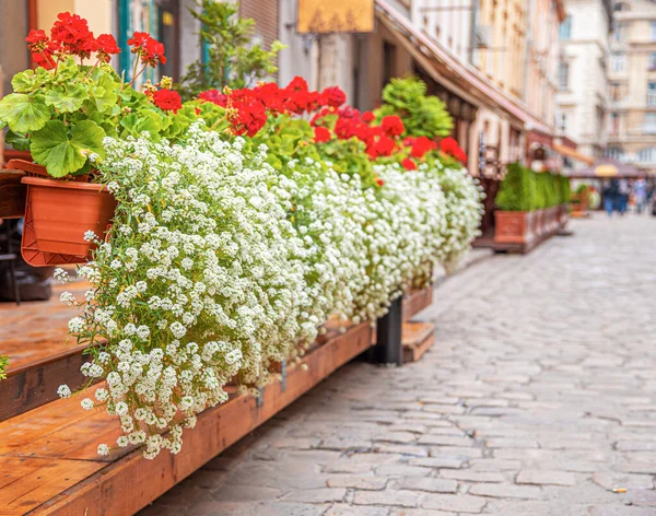 家のフェンスで装飾的な茂み 通りにある花畑 — ストック写真