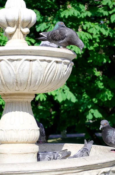 Pigeons drink water from an old fountain — Stock Photo, Image