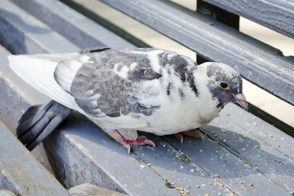 Pigeon on a bench in the park — Stock Photo, Image