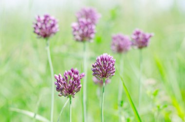 yonca yeşil çayır üzerinde