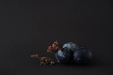 Siyah arka plan üzerinde kurumuş çiçekli üç koyu mavi Paskalya yumurtası kırılmış yumurta kabuğu.