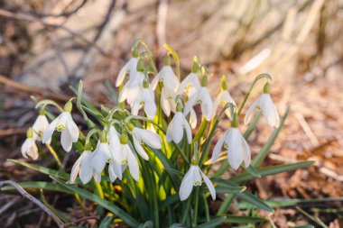Çiçek açan beyaz kardamlaları çimenlerin üzerinde güneş ışığı, ilkbahar yeşil çiçekleri yakın plan