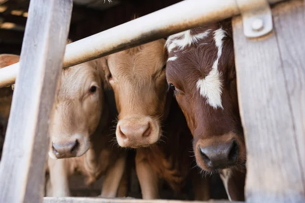 Trois Vaches Tiennent Debout Derrière Une Clôture Ferme Portrait Trois — Photo