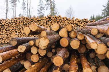 Ahşap işçiliği endüstrisi için geniş çaplı çam kütükleri, ağaç kütükleri arka planı