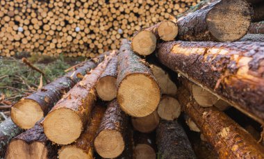 Ahşap işçiliği endüstrisi için geniş çaplı çam kütükleri, ağaç kütükleri arka planı