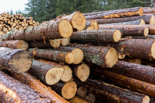 Grande Deck Troncos Pinho Para Indústria Madeireira Log Cabines Árvores Imagem De Stock
