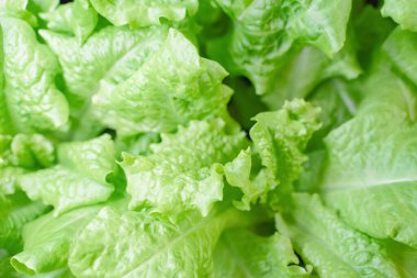 Yeşil marul yaprakları yakın plan, taze salata