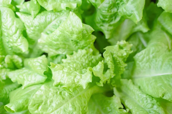 Green Lettuce Leaves Close Fresh Salad — Stock Photo, Image