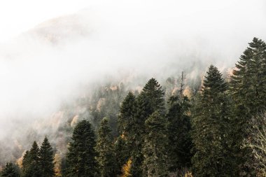 Rusya, Krasnodar Bölgesi. Soçi. Rosa Khutor Dağı Tatil Köyü. Dağlardaki ormanda sis var..