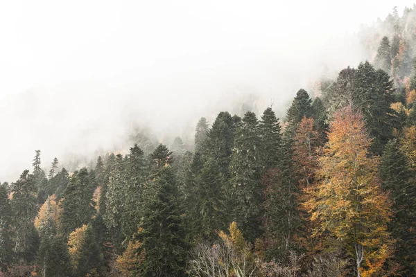 Rusya, Krasnodar Bölgesi. Soçi. Rosa Khutor Dağı Tatil Köyü. Dağlardaki ormanda sis var..