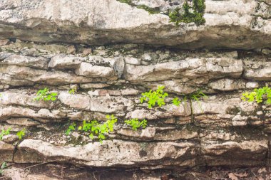 Rusya, Krasnodar Bölgesi. Soçi. Dağlarda bitki örtüsü olan kayalar..
