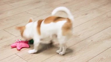 Chihuahua köpeği, erkek, lastik oyuncaklarla oynuyor. Lastik oyuncaklar genişletici.