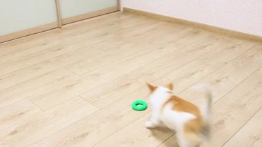 Chihuahua köpeği, erkek, lastik oyuncaklarla oynuyor. Lastik oyuncaklar genişletici.