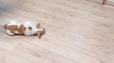Chihuahua köpeği, evlat. Neşeli, sevimli, komik. Oyun sırasında takla atar ve düşer..