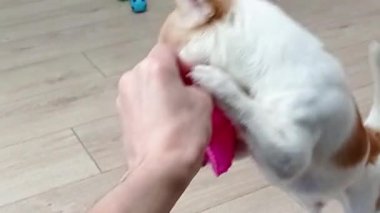 Chihuahua köpeği yumuşak bir kanepede plastik oyuncaklarla oynar. Top, yıldız, dambıl, genişletici, çok renkli kemik.