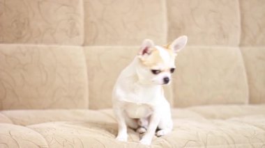 Chihuahua köpeği, evlat. Yatar, oturur, kanepede koşar ve havlar.