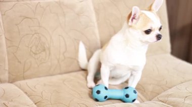 Chihuahua köpeği yumuşak bir kanepede plastik oyuncaklarla oynar..