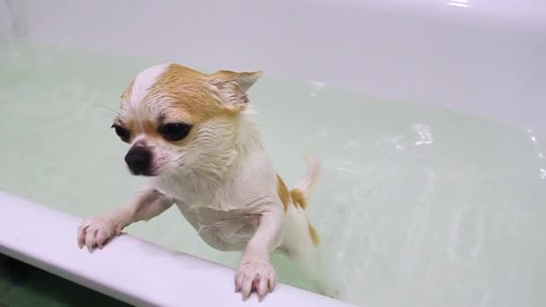 Słodki Szczęśliwy Pies Rasy Chihuahua Chłopiec Bierze Zabiegi Wodne Myje — Wideo stockowe